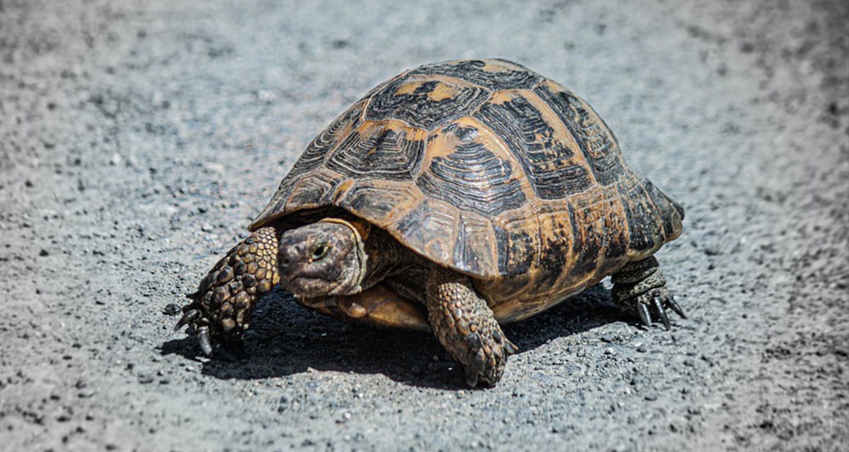 découvrez tout ce qu'il faut savoir sur l'âge des tortues d'eau, des facteurs qui influencent leur longévité aux méthodes pour estimer leur âge. apprenez à mieux comprendre ces créatures fascinantes et leur cycle de vie unique.